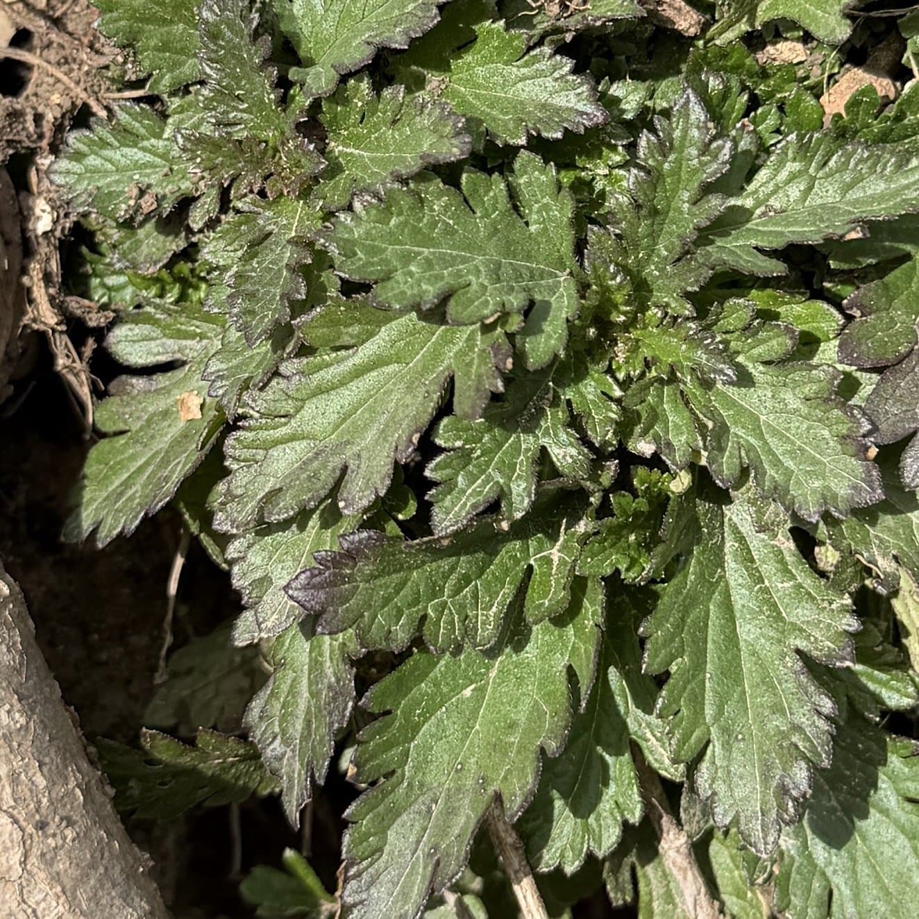 Verbena canadensis (L.) Britton