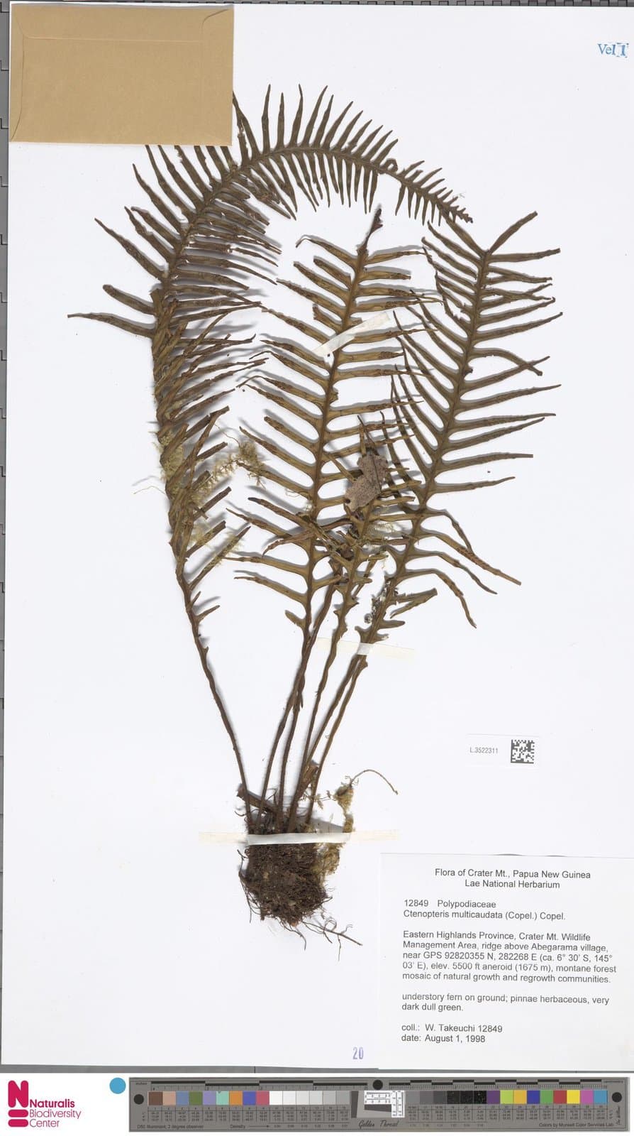 Prosaptia multicaudata (Copel.) Parris