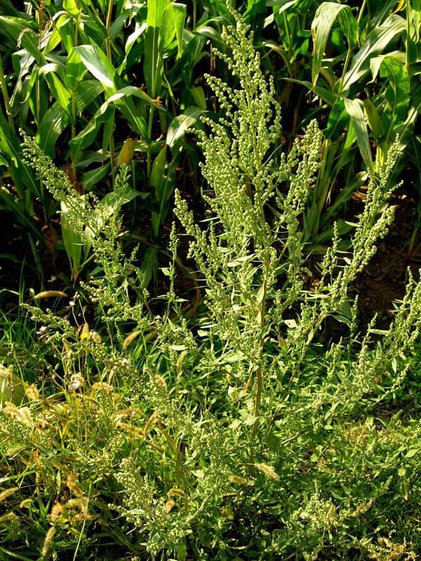 Atriplex patula L.