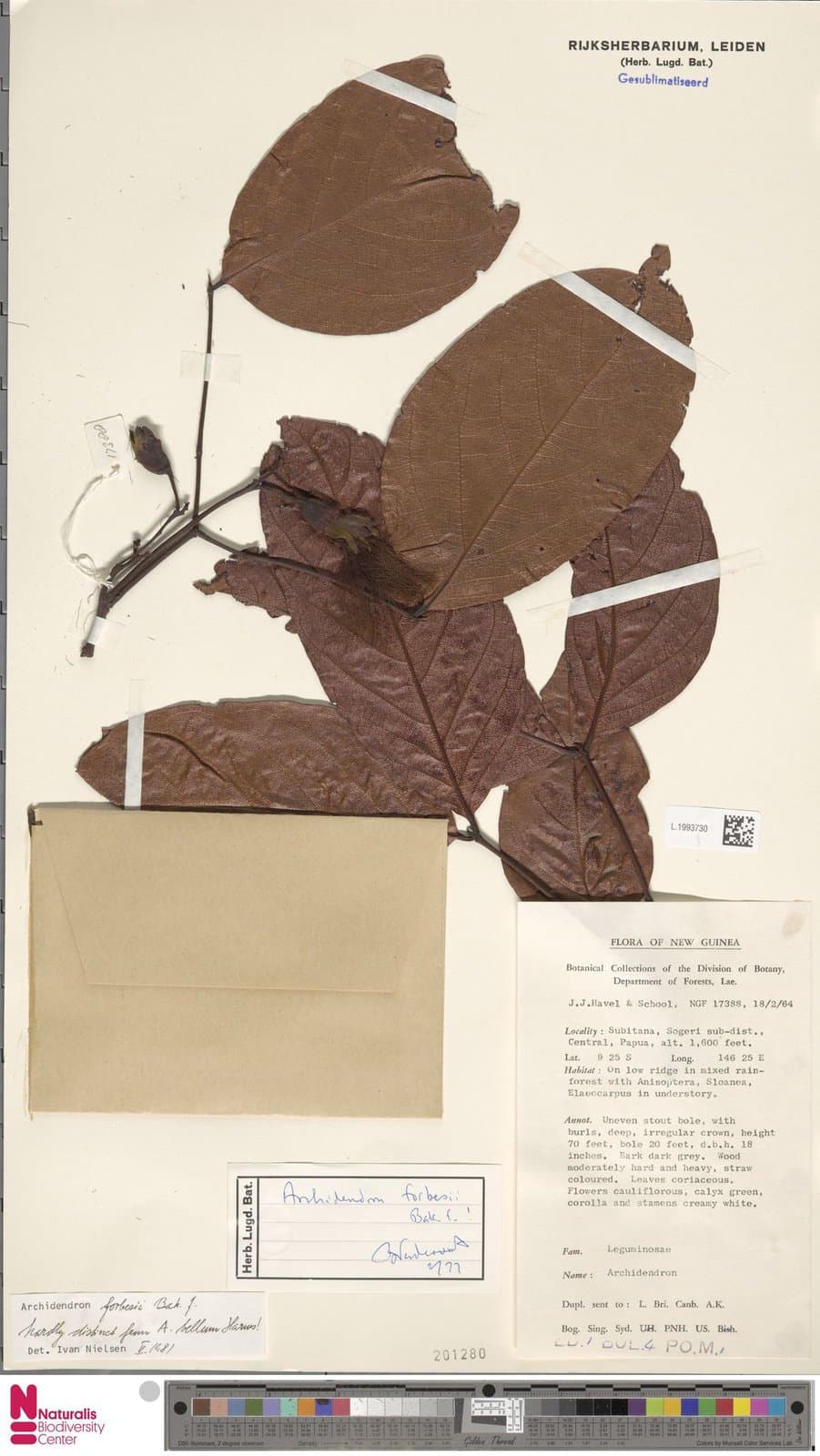 Archidendron forbesii Baker f.