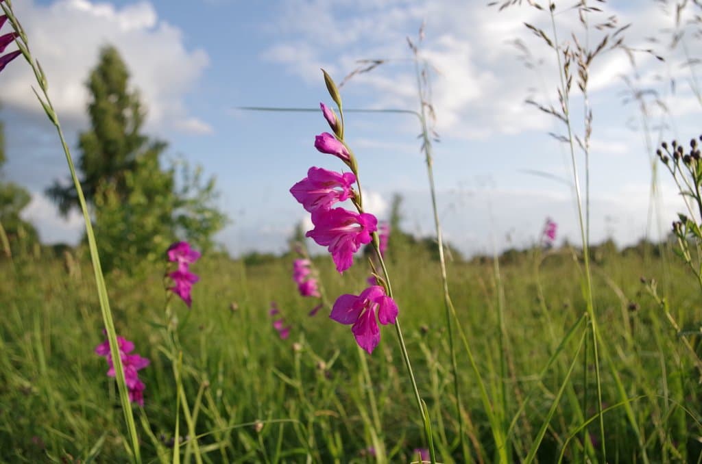 Gladiolus imbricatus L.