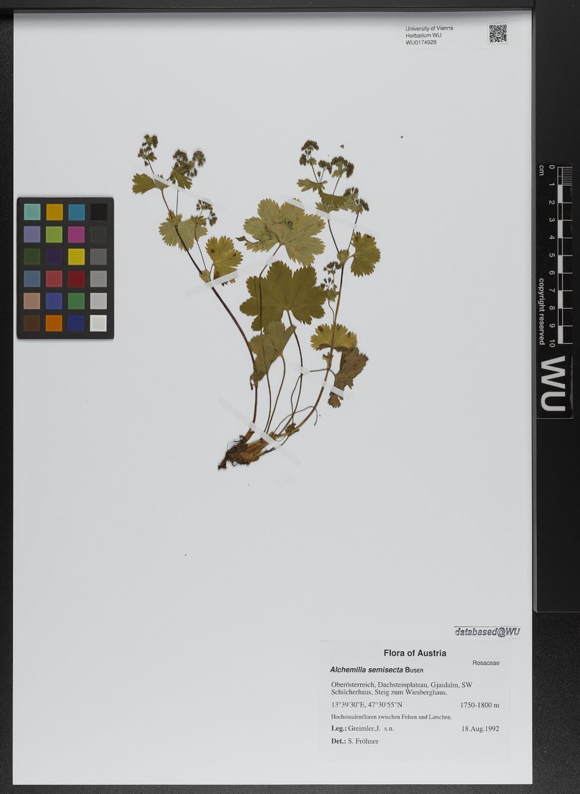 Alchemilla semisecta Buser