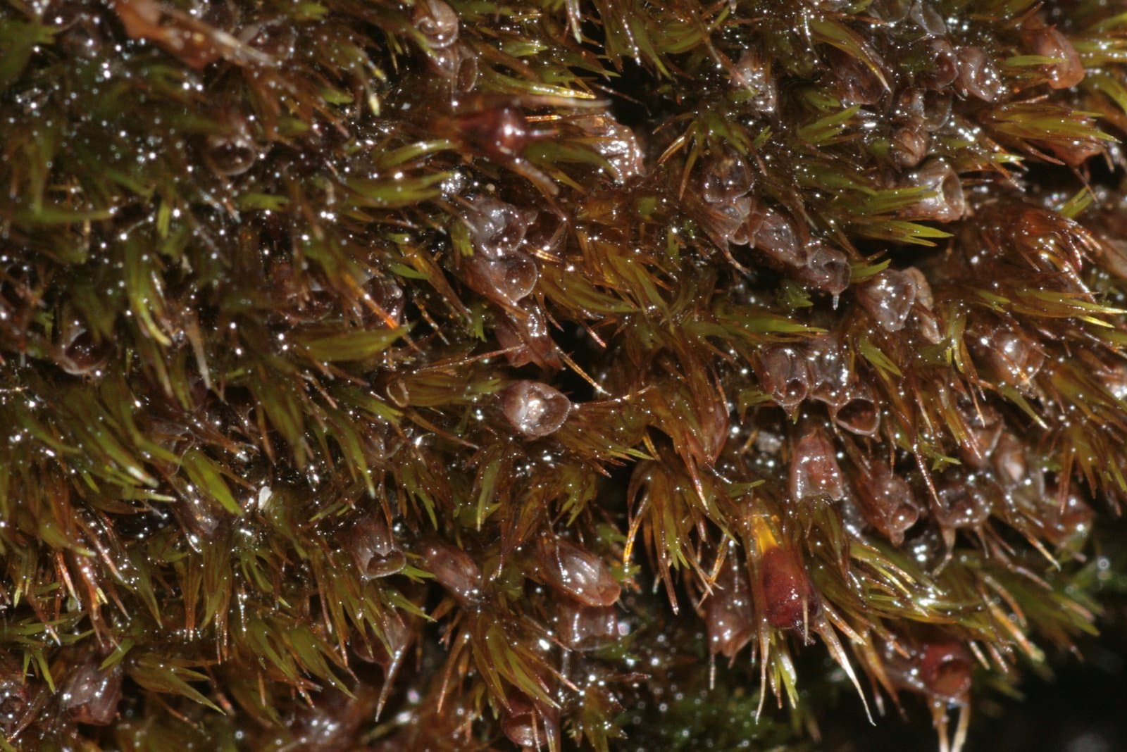 Blindia caespiticia (F.Weber & D.Mohr) Müll.Hal.