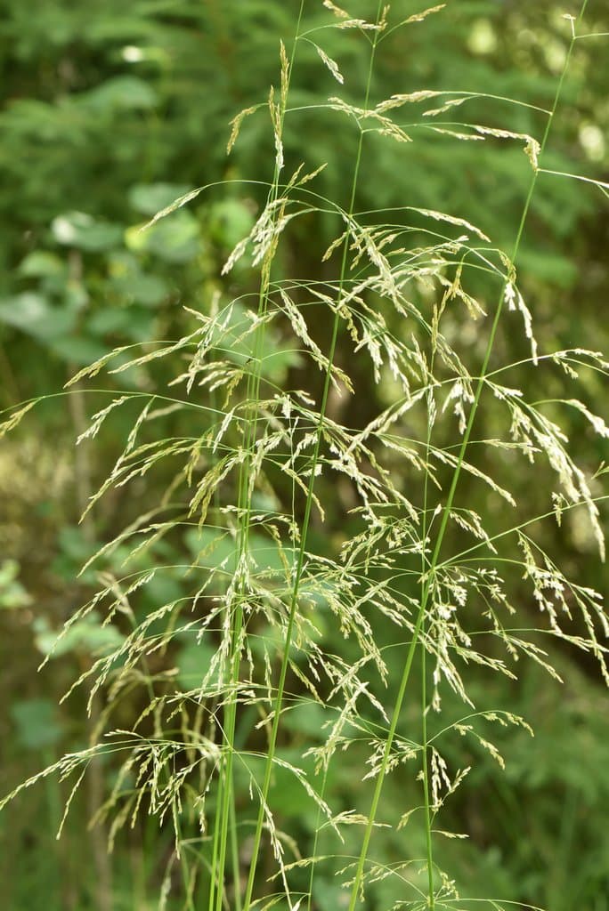 Deschampsia cespitosa (L.) P.Beauv.