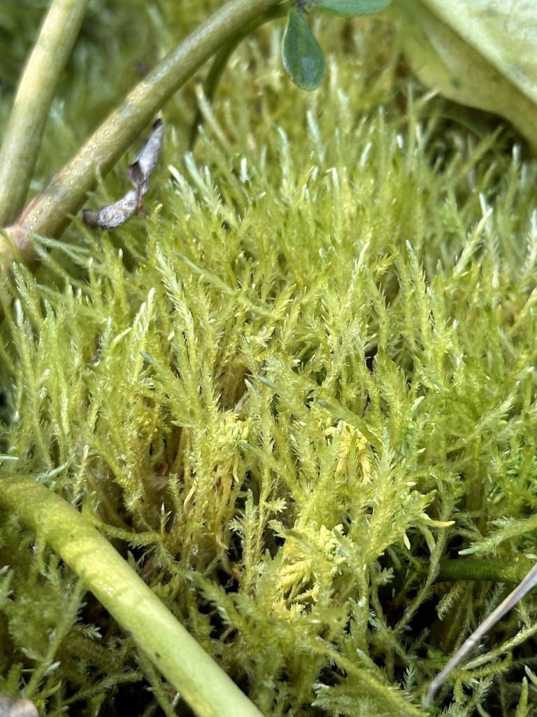 Straminergon stramineum (Dicks. ex Brid.) Hedenäs