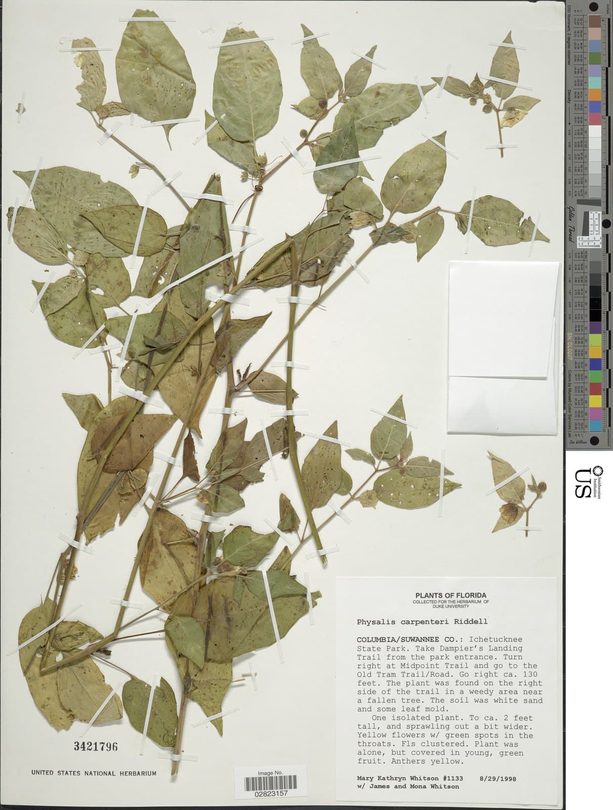 Physalis carpenteri Riddell ex Rydb.