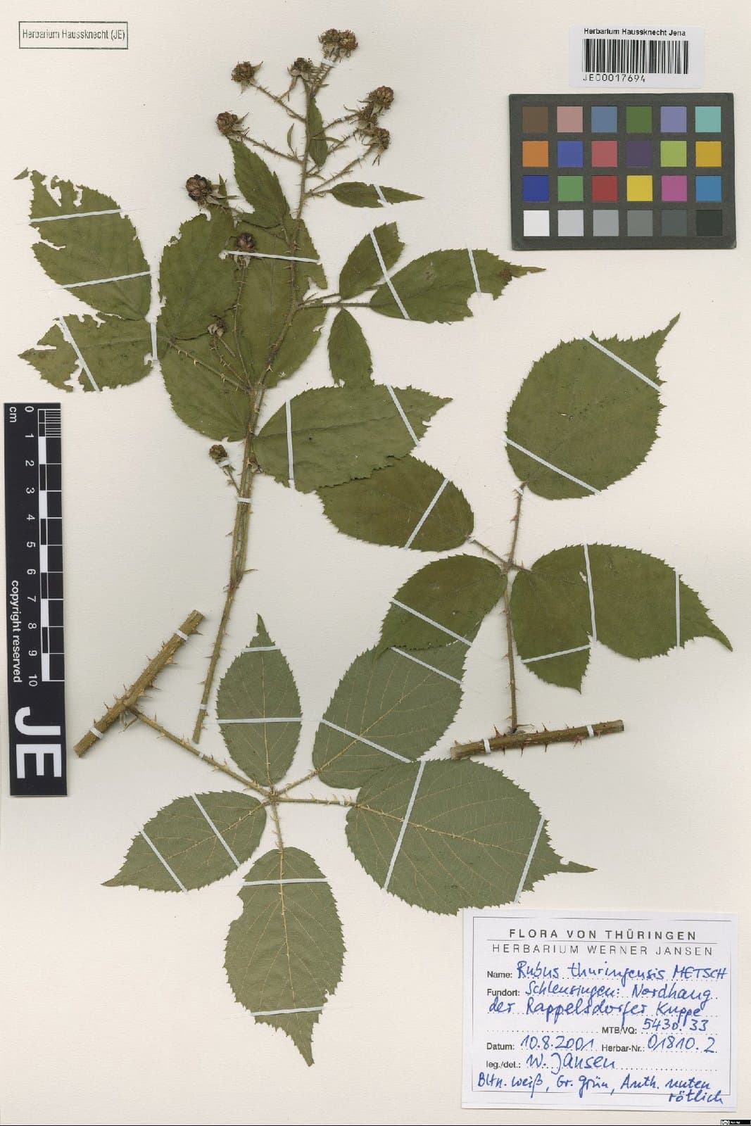 Rubus thuringensis Metsch