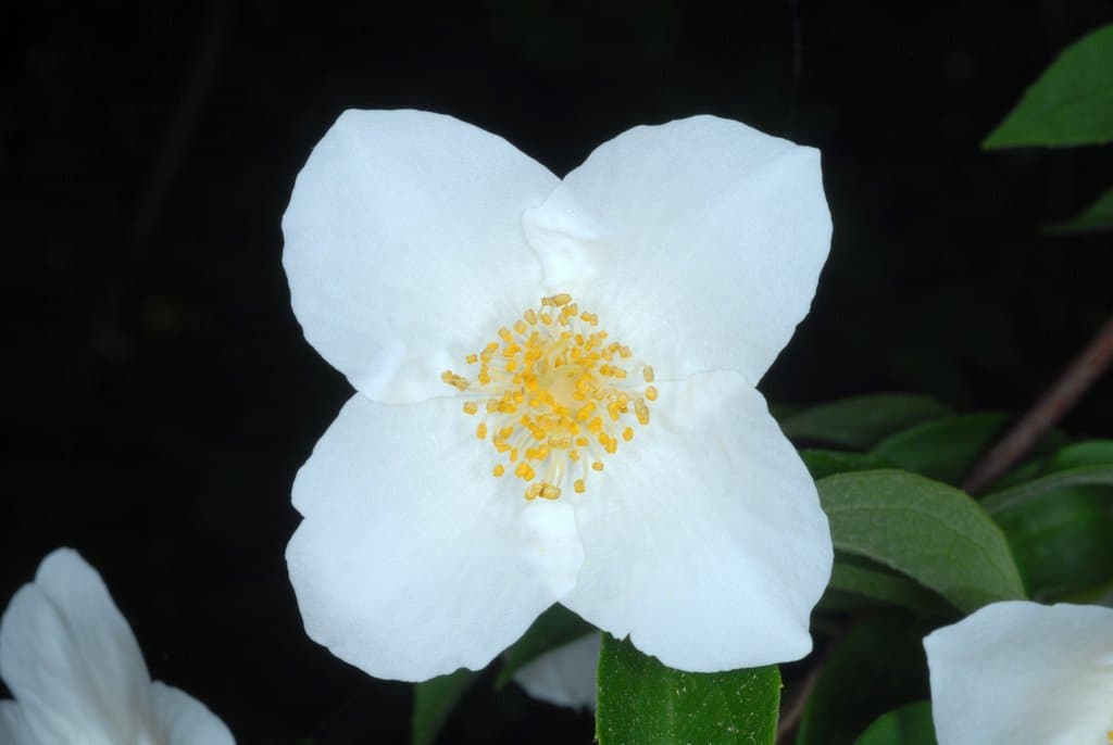 Philadelphus inodorus L.