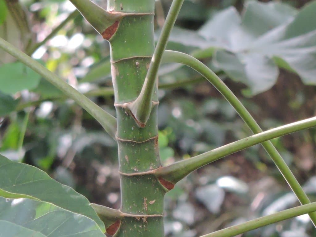 Cecropia peltata L.