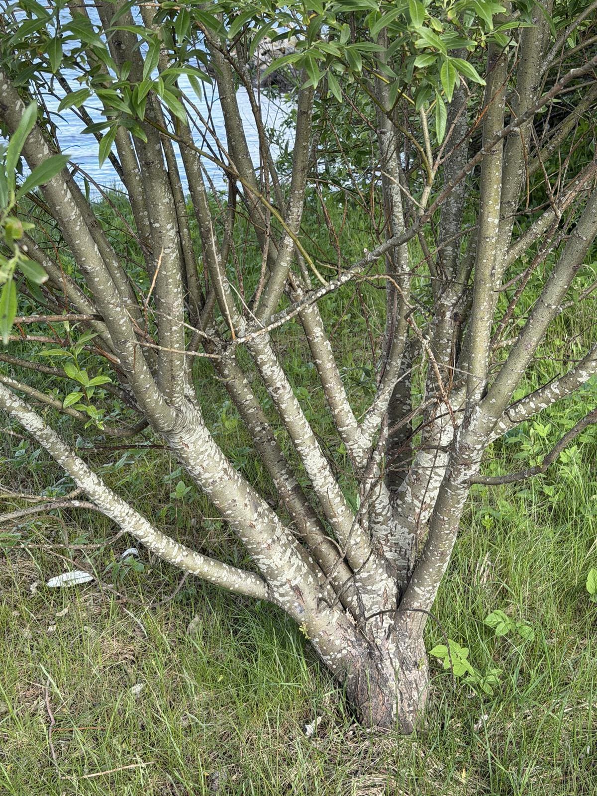 Salix ×smithiana Willd.