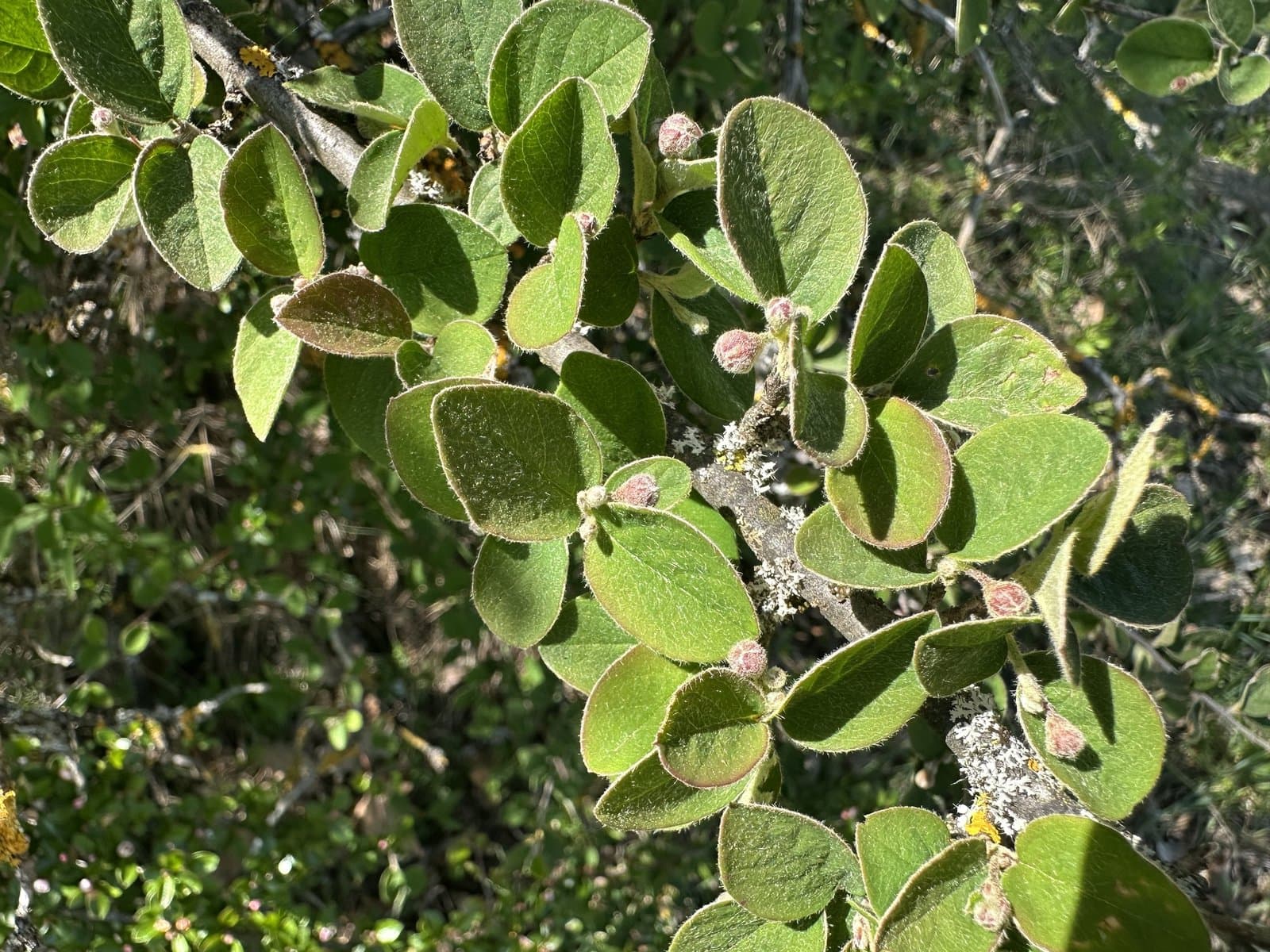 Cotoneaster tomentosus (Aiton) Lindl.