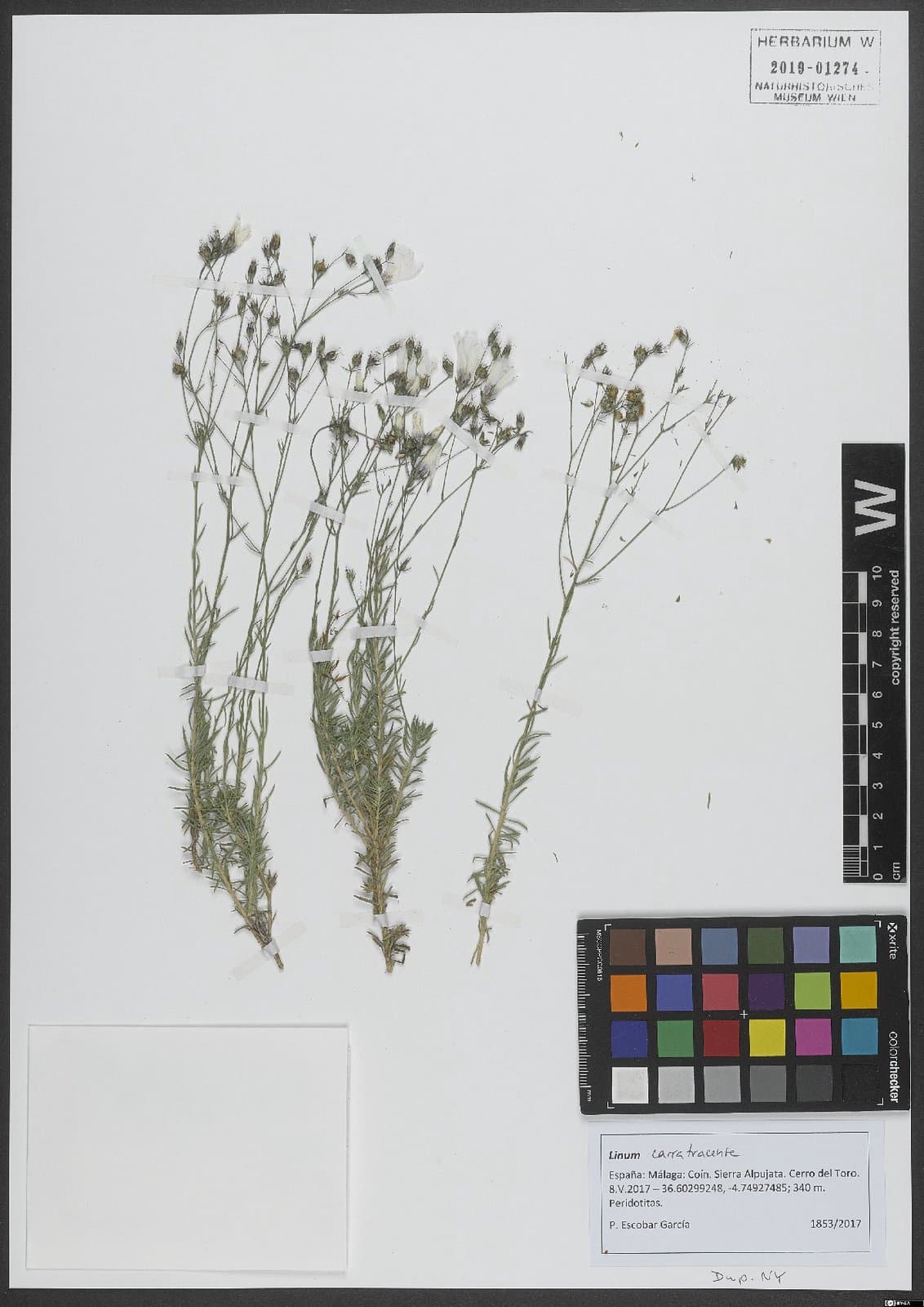 Linum carratracense (Rivas Goday & Rivas Mart.) Mart.Labarga & Muñoz Garm.