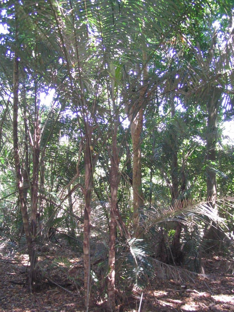 Arenga australasica (H.Wendl. & Drude) S.T.Blake ex H.E.Moore