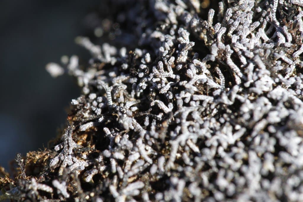 Anthelia julacea (L.) Dumort.