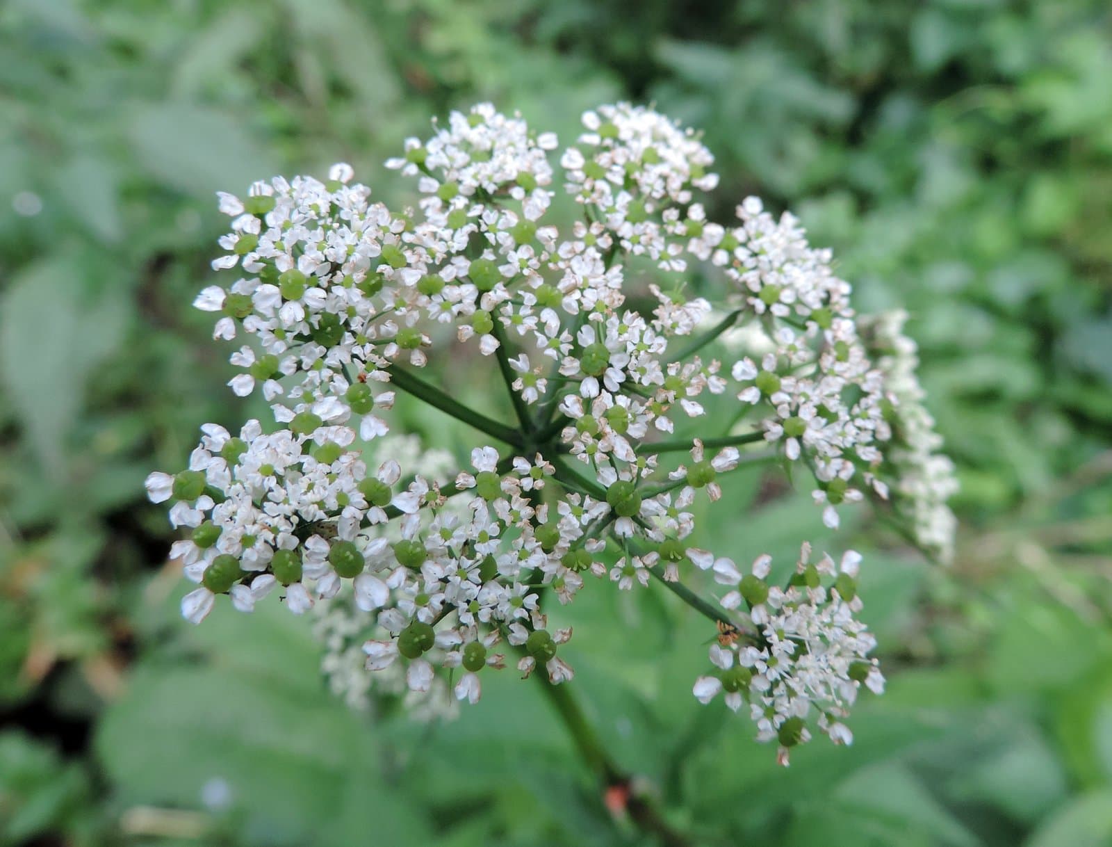 Chaerophyllum aromaticum L.