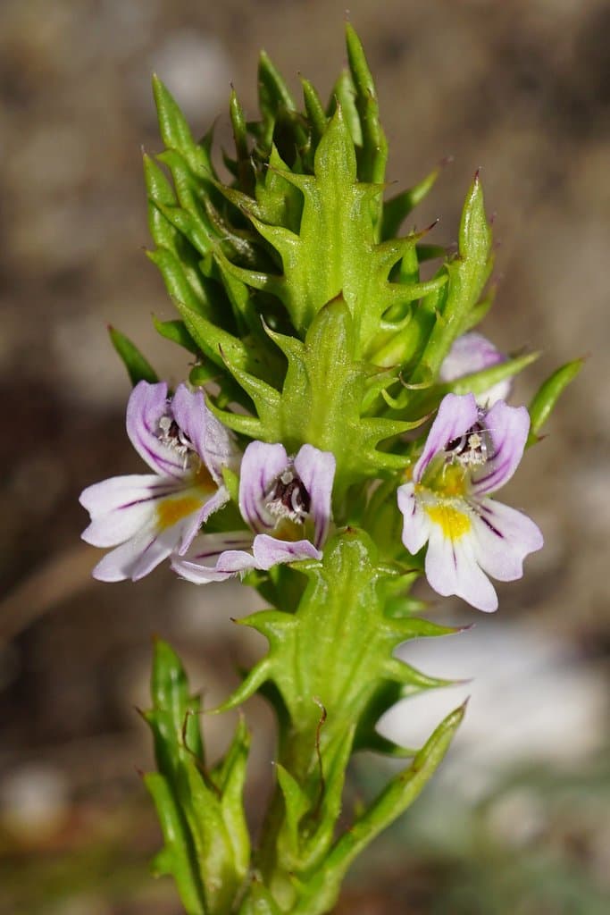 Euphrasia salisburgensis Funck ex Hoppe