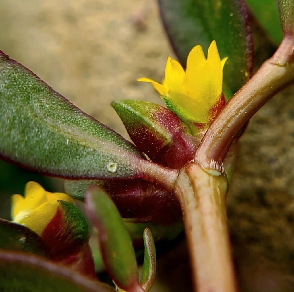 Portulaca oleracea L.