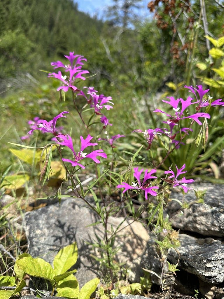 Clarkia pulchella Pursh