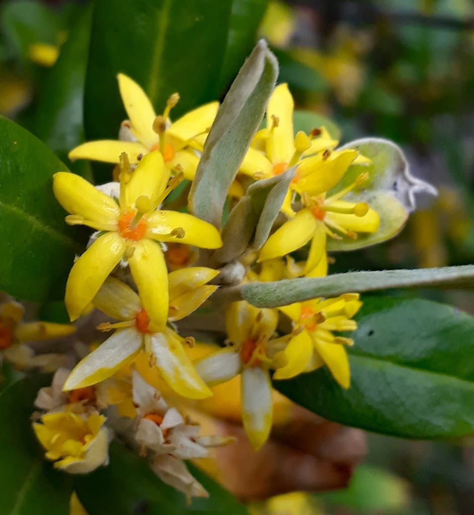 Corokia macrocarpa Kirk