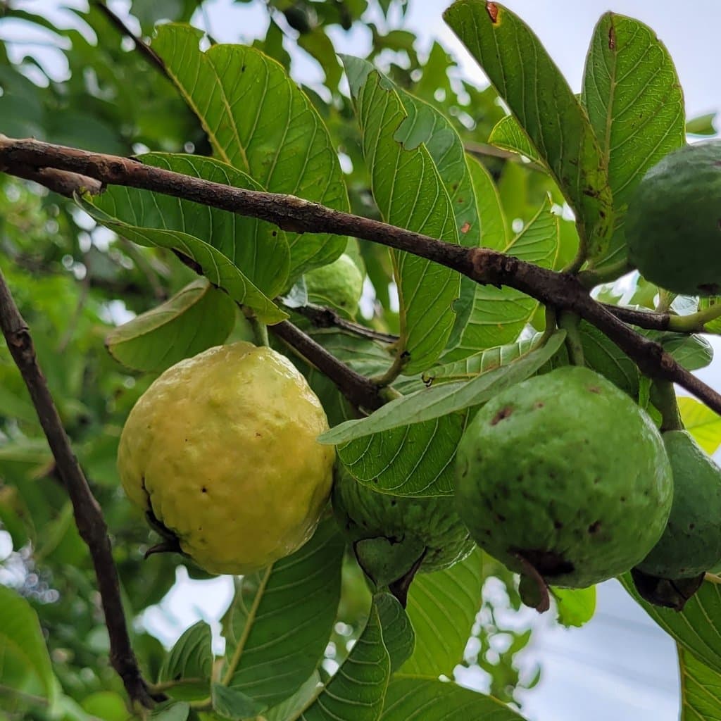Psidium guajava L.