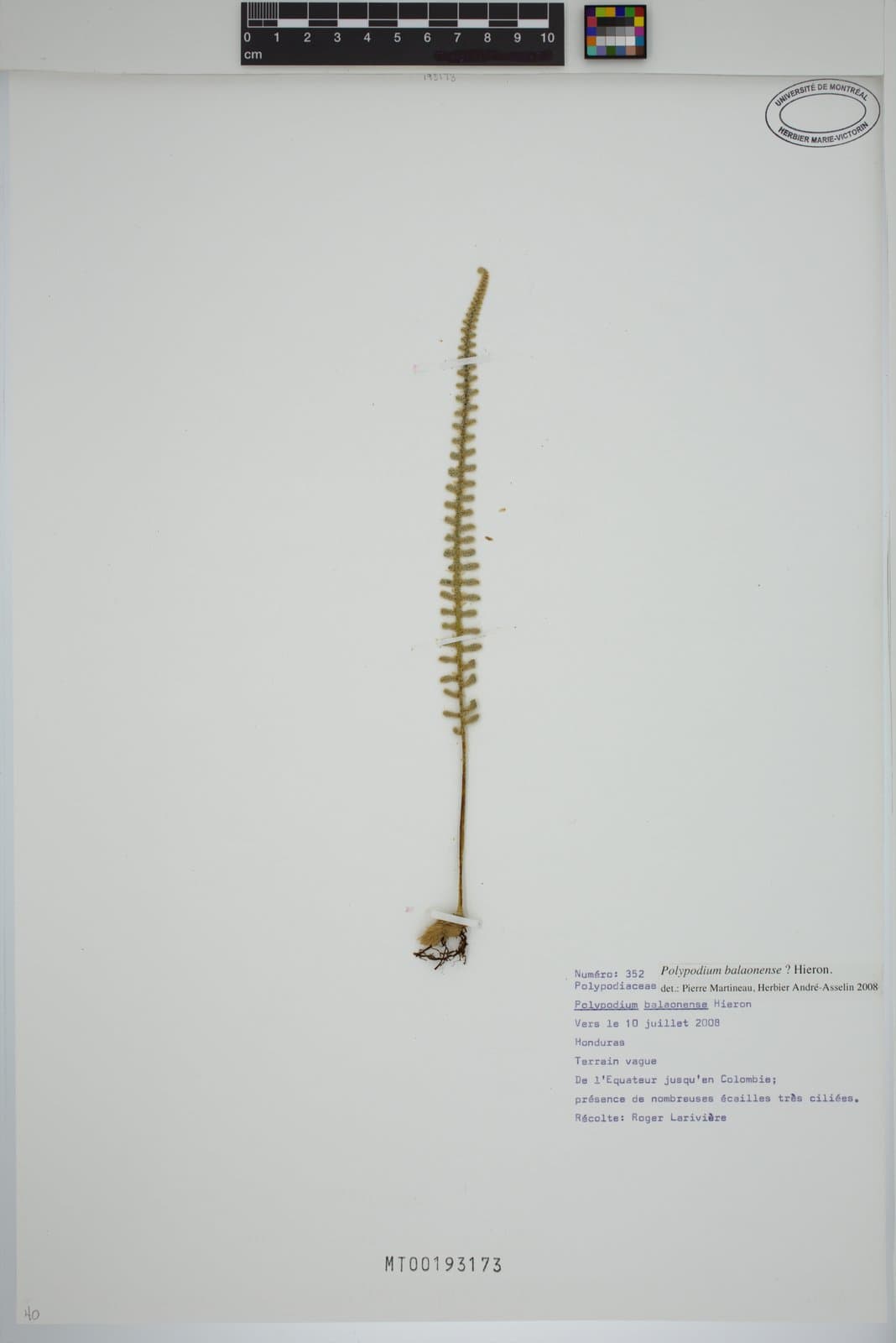 Pleopeltis balaonensis (Hieron.) A.R.Sm.