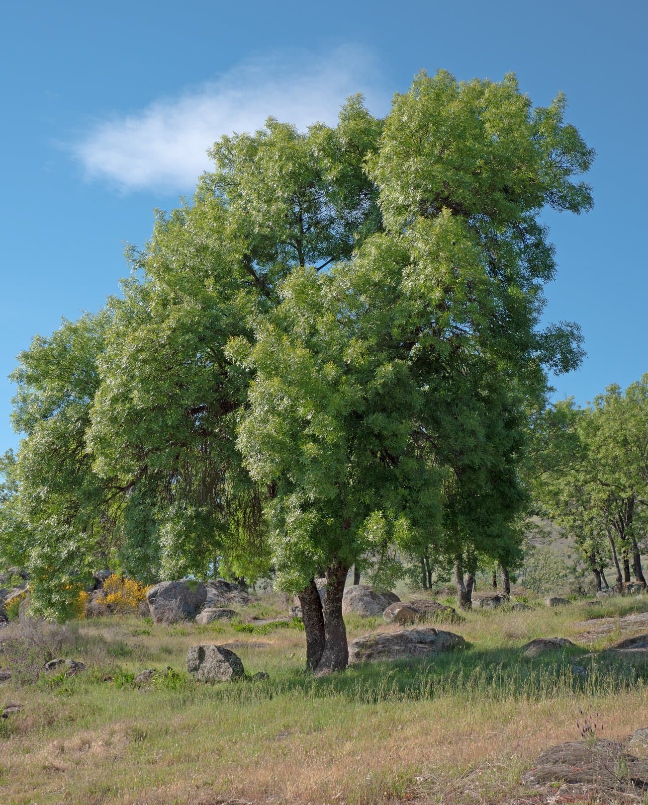Fraxinus angustifolia Vahl