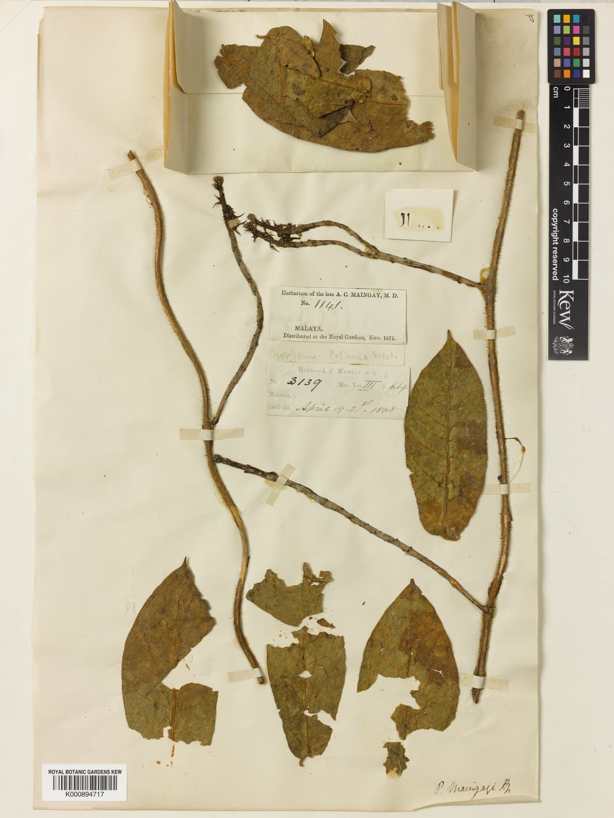 Pycnorhachis maingayi Hook.fil.