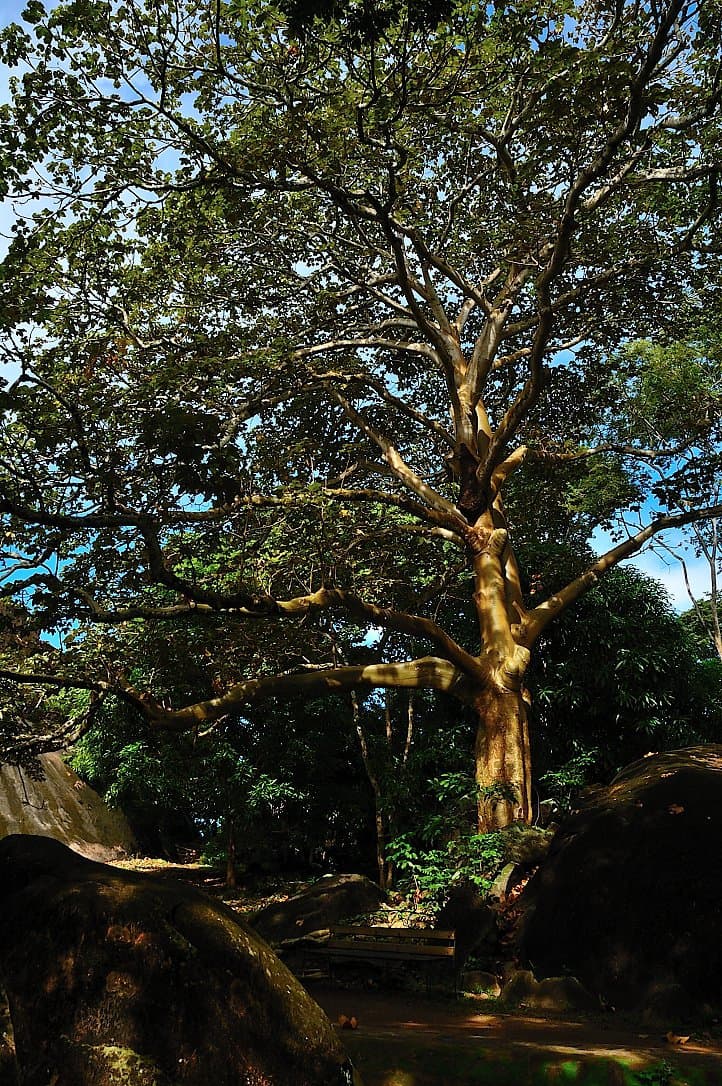 Sterculia apetala (Jacq.) H.Karst.