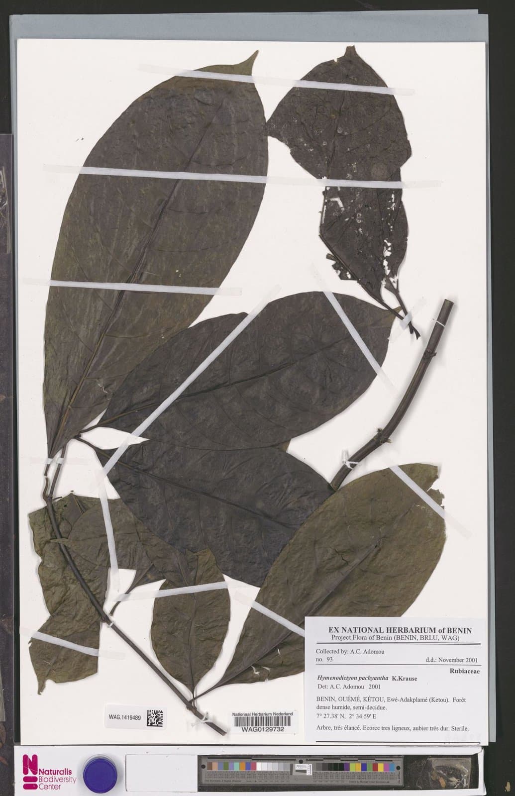 Hymenodictyon pachyantha K.Krause