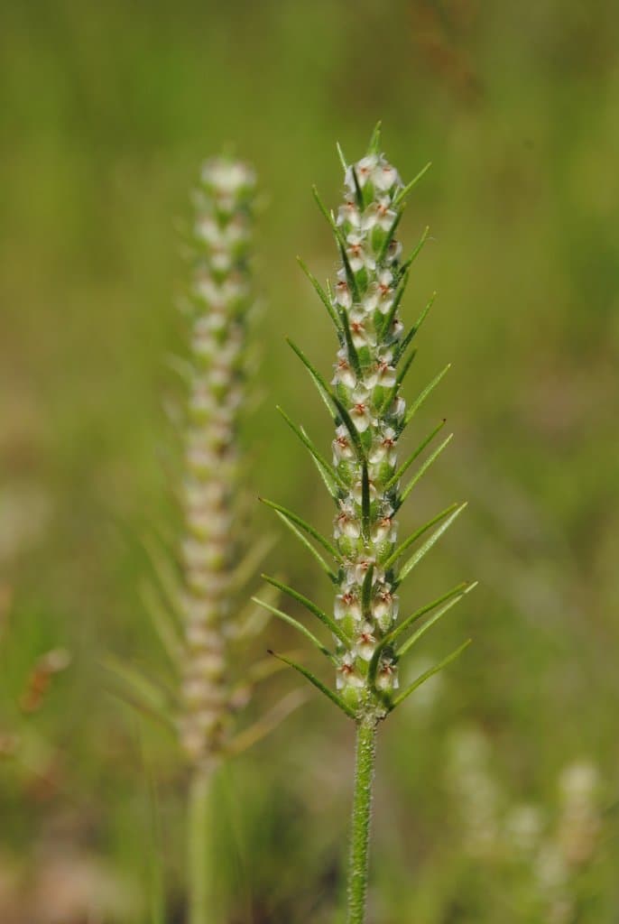 Plantago aristata Michx.