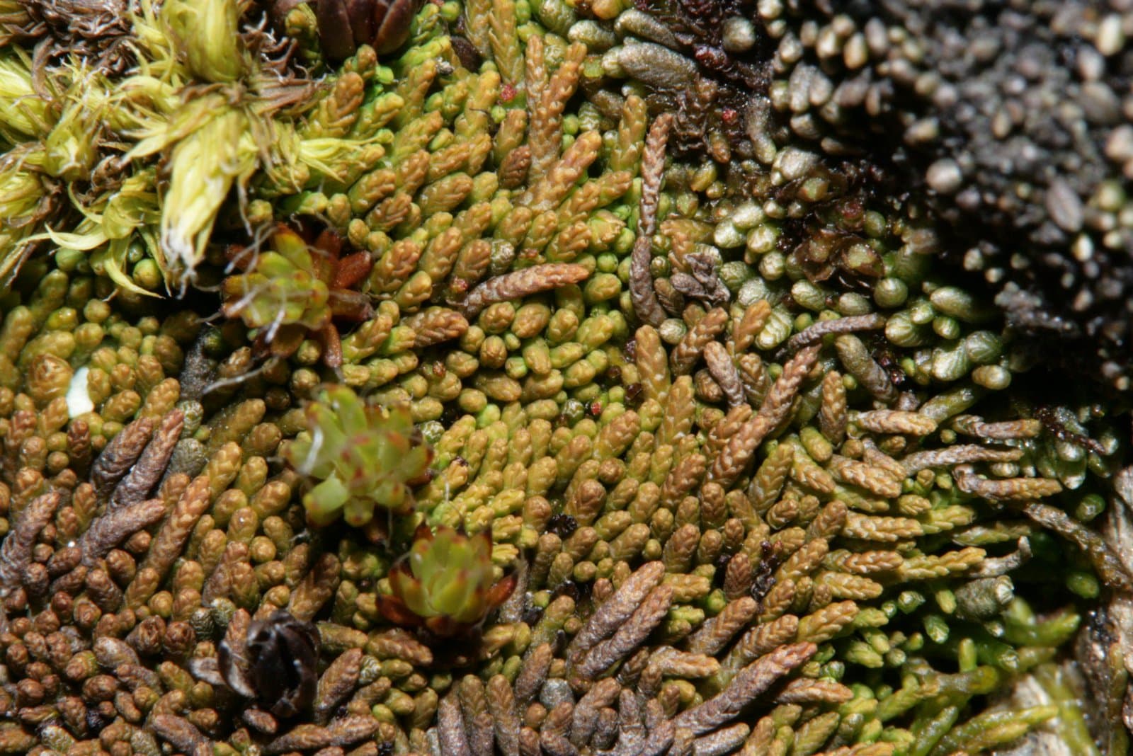 Gymnomitrion concinnatum (Lightf.) Corda