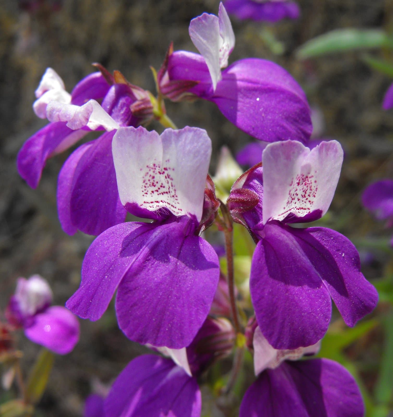 Collinsia heterophylla Buist ex Graham