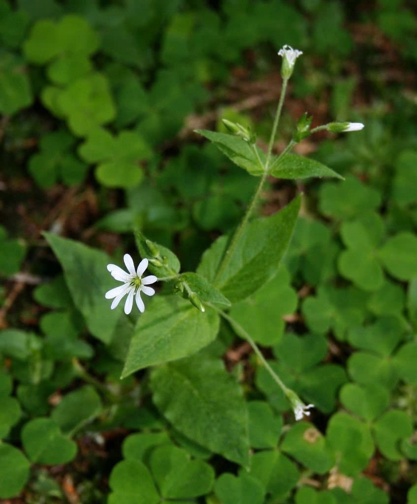 Stellaria nemorum L.