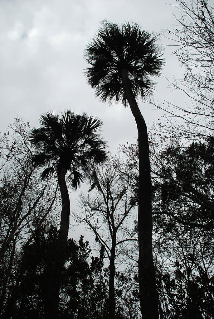 Sabal palmetto (Walter) Lodd. ex Schult. & Schult.f.