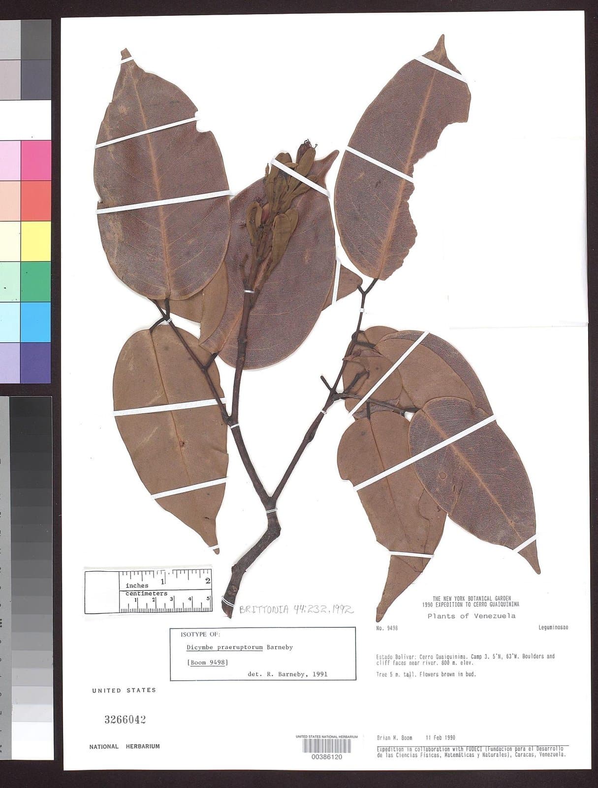 Dicymbe praeruptorum Barneby