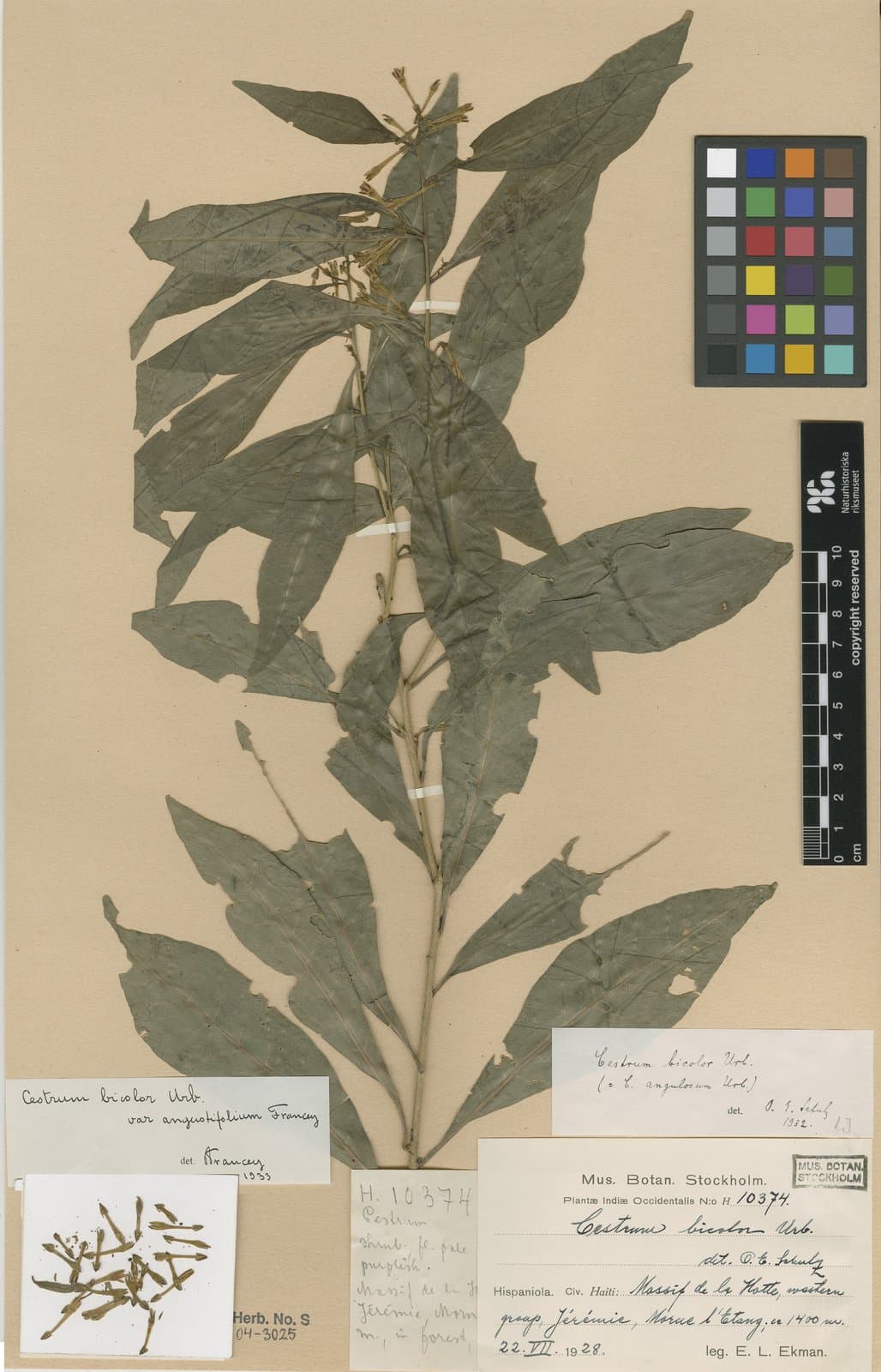 Cestrum bicolor Urb.