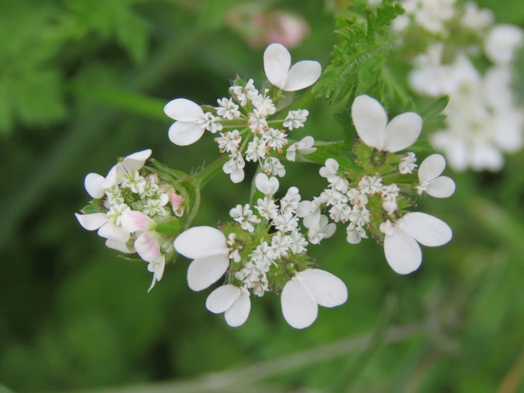 Orlaya daucoides (L.) Greuter