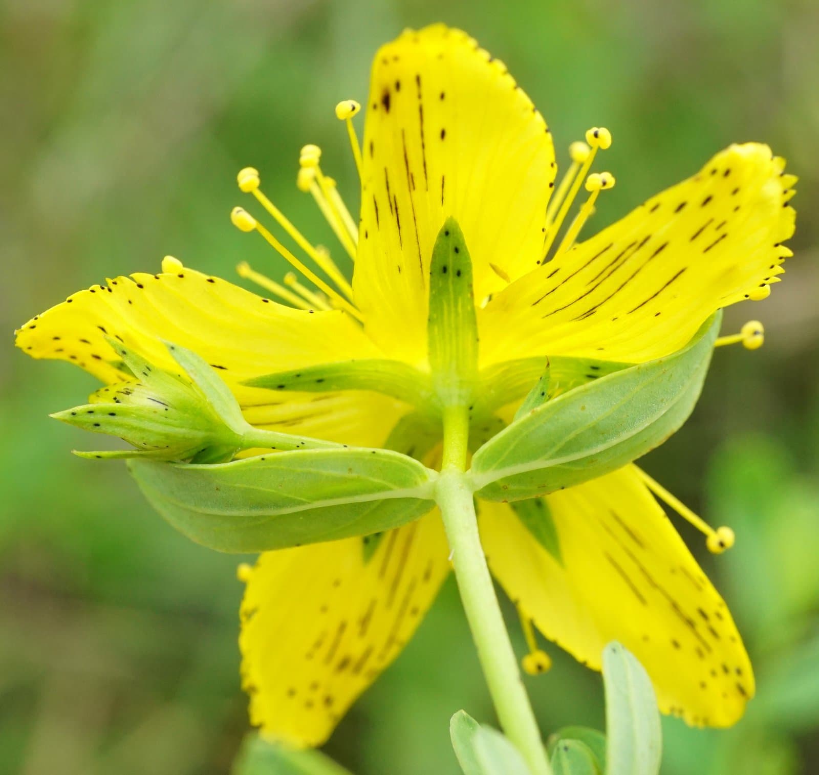 Hypericum ×desetangsii Lamotte