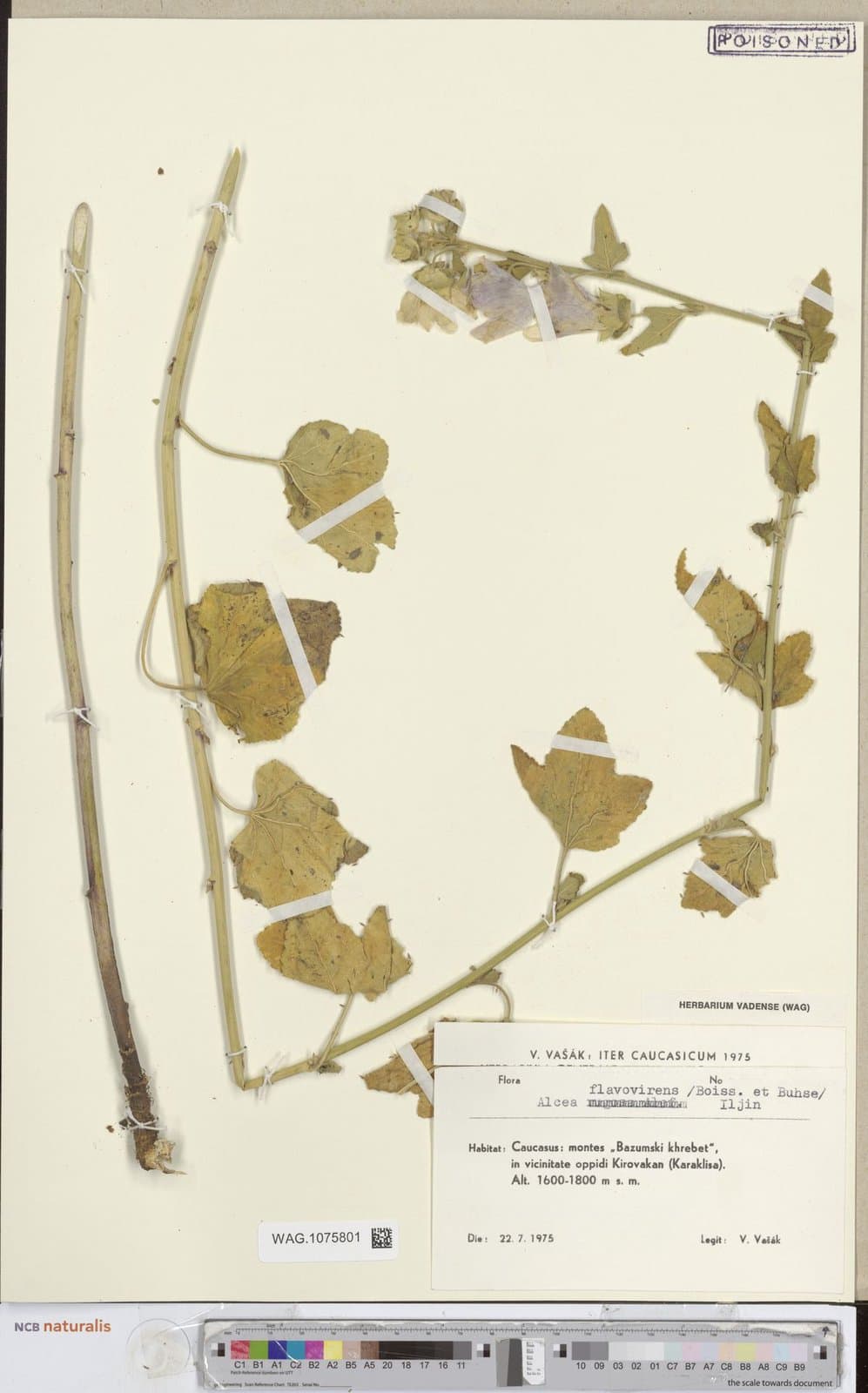 Alcea flavovirens (Boiss. & Buhse) Iljin