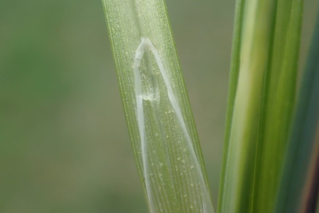 Carex acutiformis Ehrh.