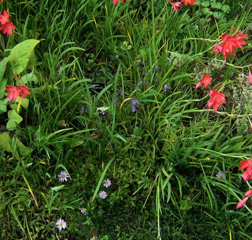 Adenophora morrisonensis Hayata