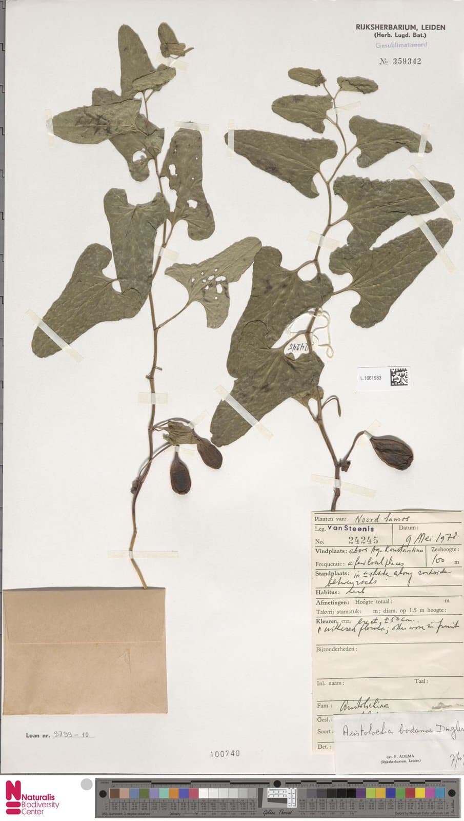 Aristolochia bodamae Dingler