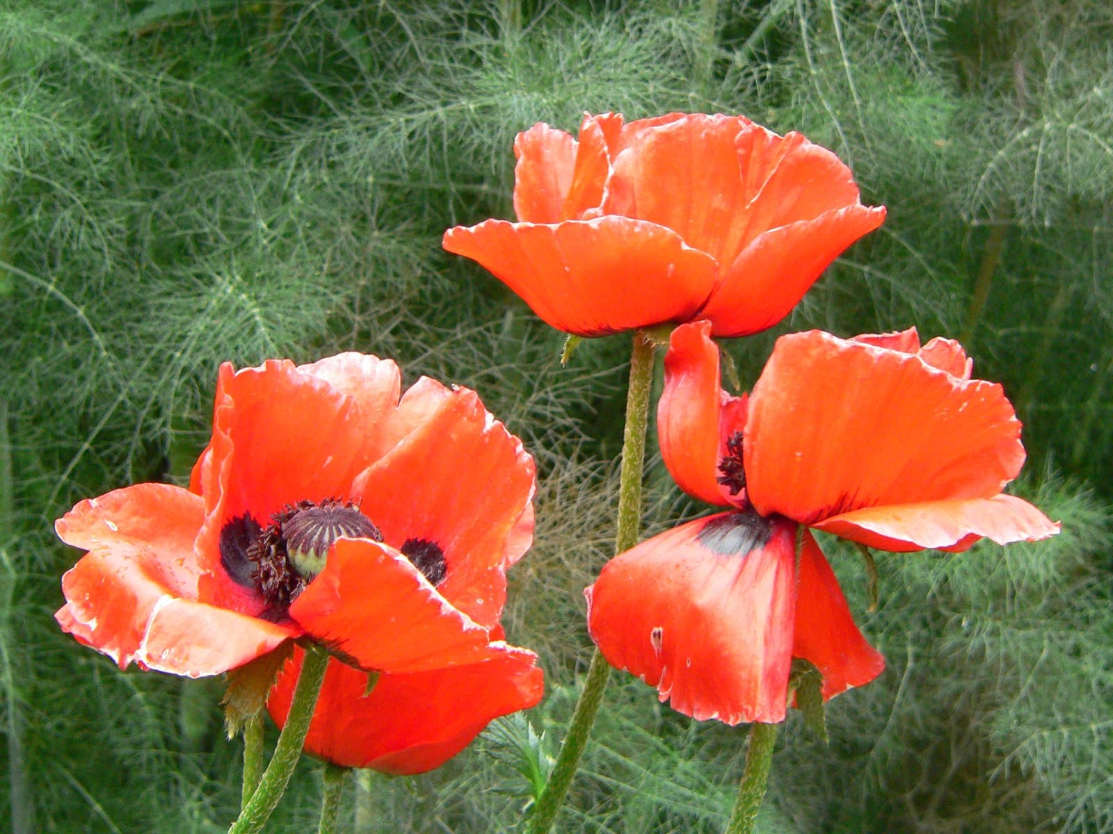 Papaver bracteatum Lindl.