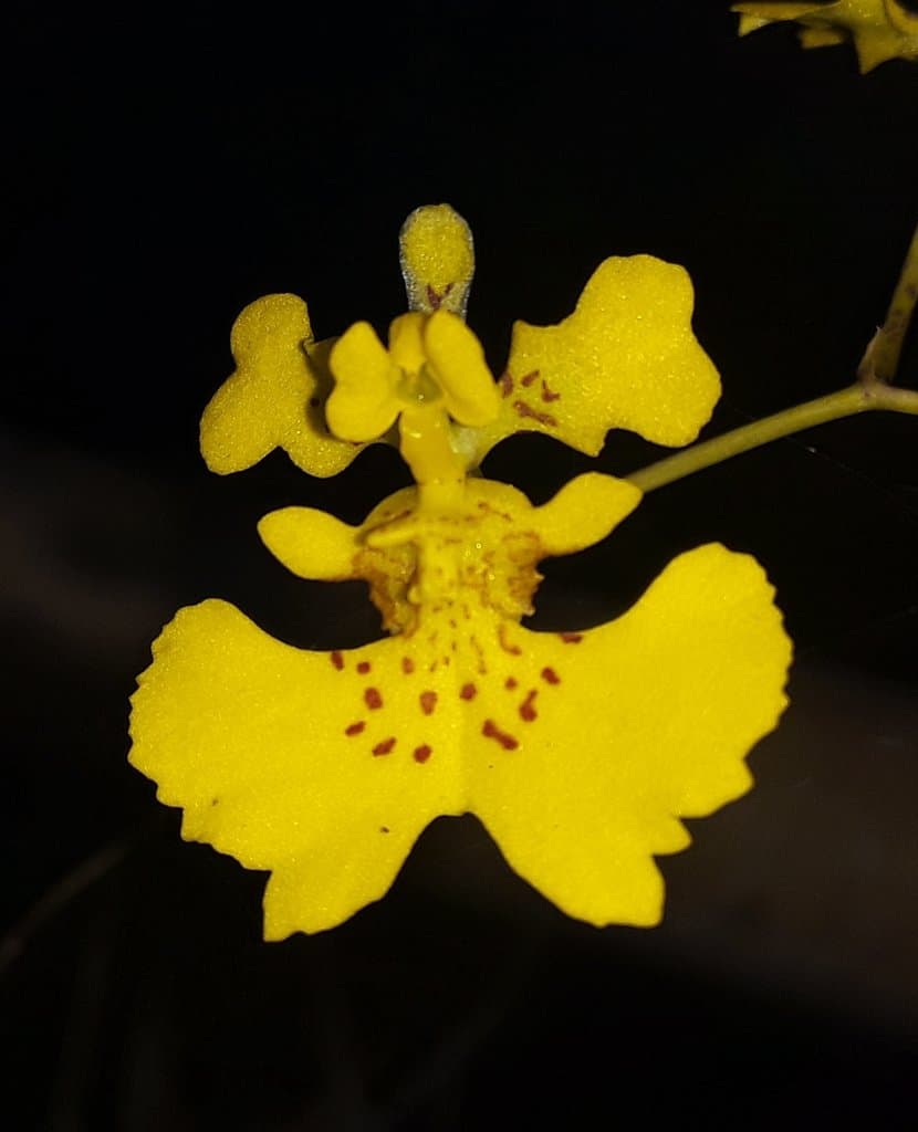 Tolumnia guibertiana (A.Rich.) Braem