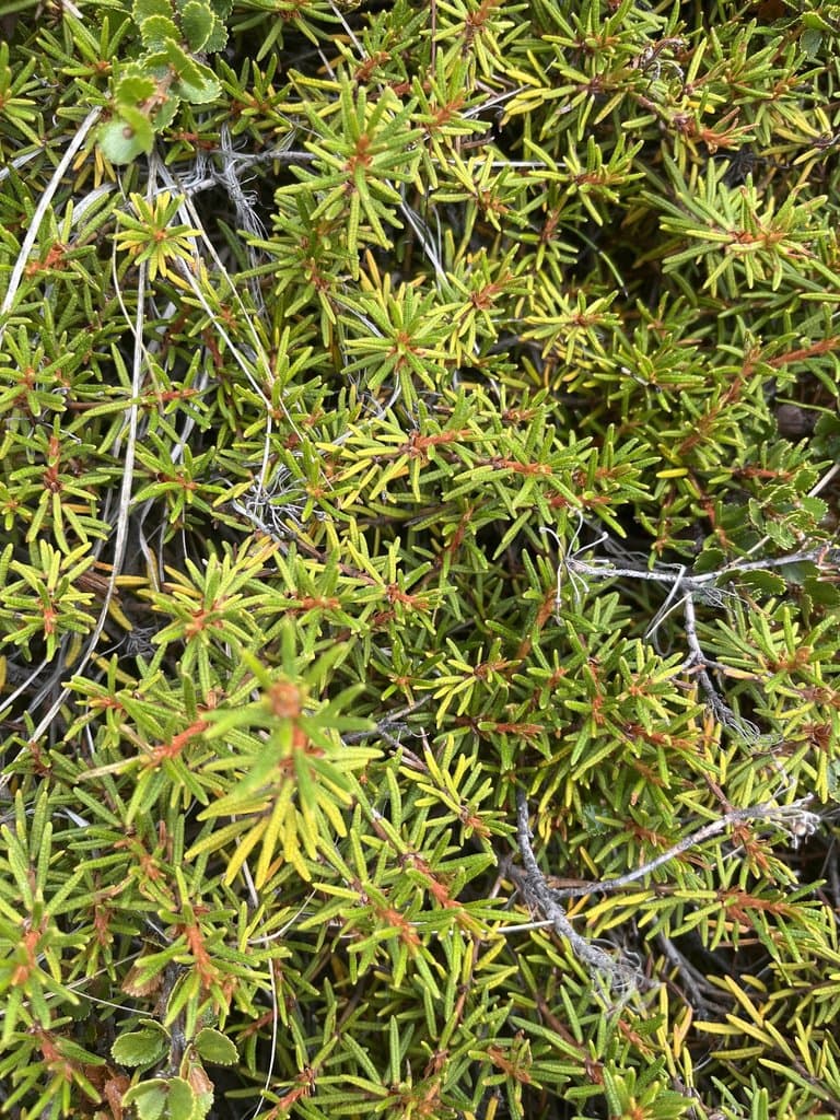 Rhododendron tomentosum (Stokes) Harmaja