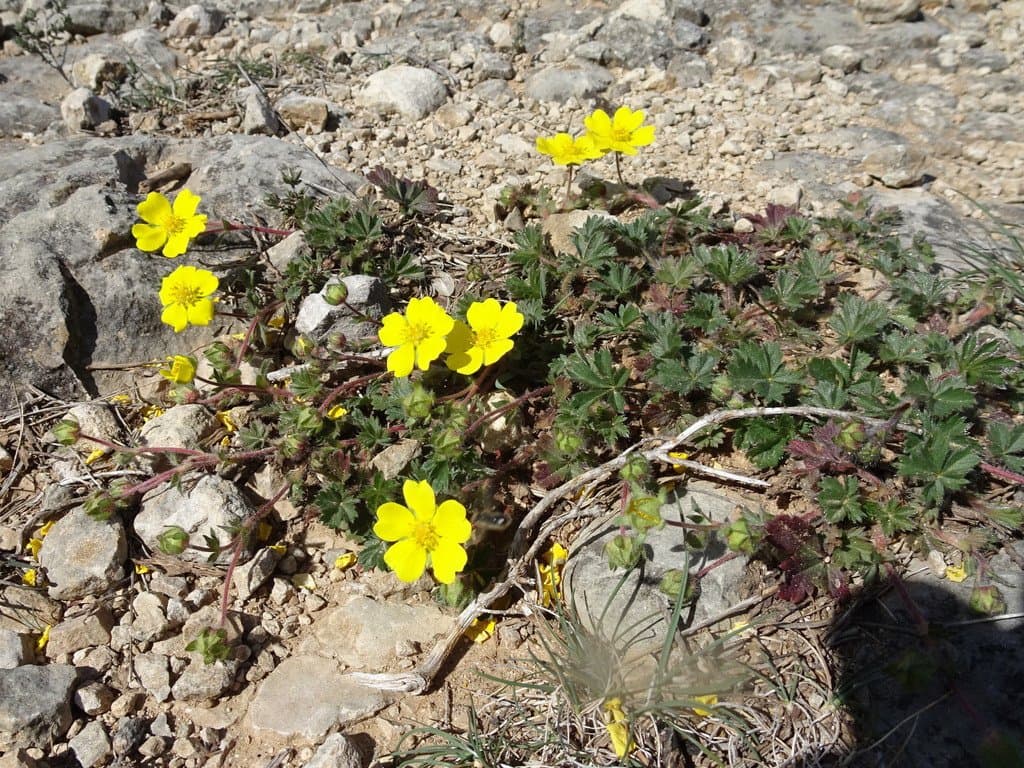 Potentilla verna L.