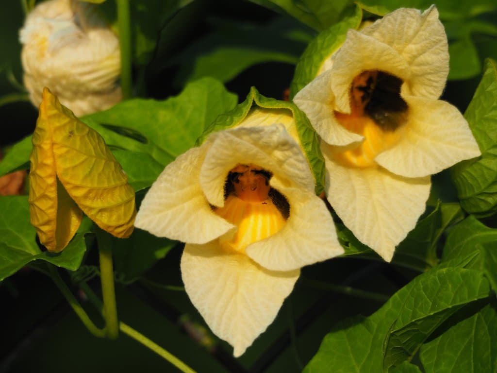 Momordica cochinchinensis (Lour.) Spreng.
