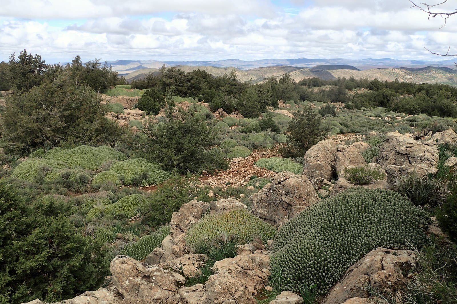 Euphorbia resinifera O.Berg