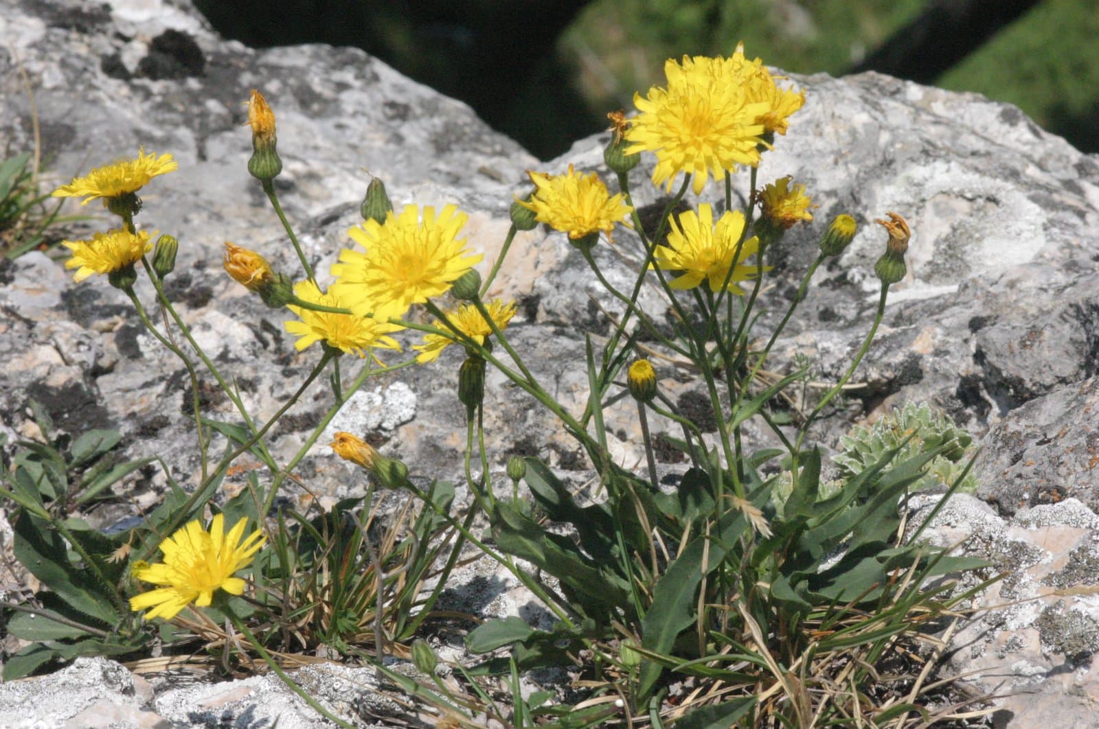 Hieracium humile Jacq.