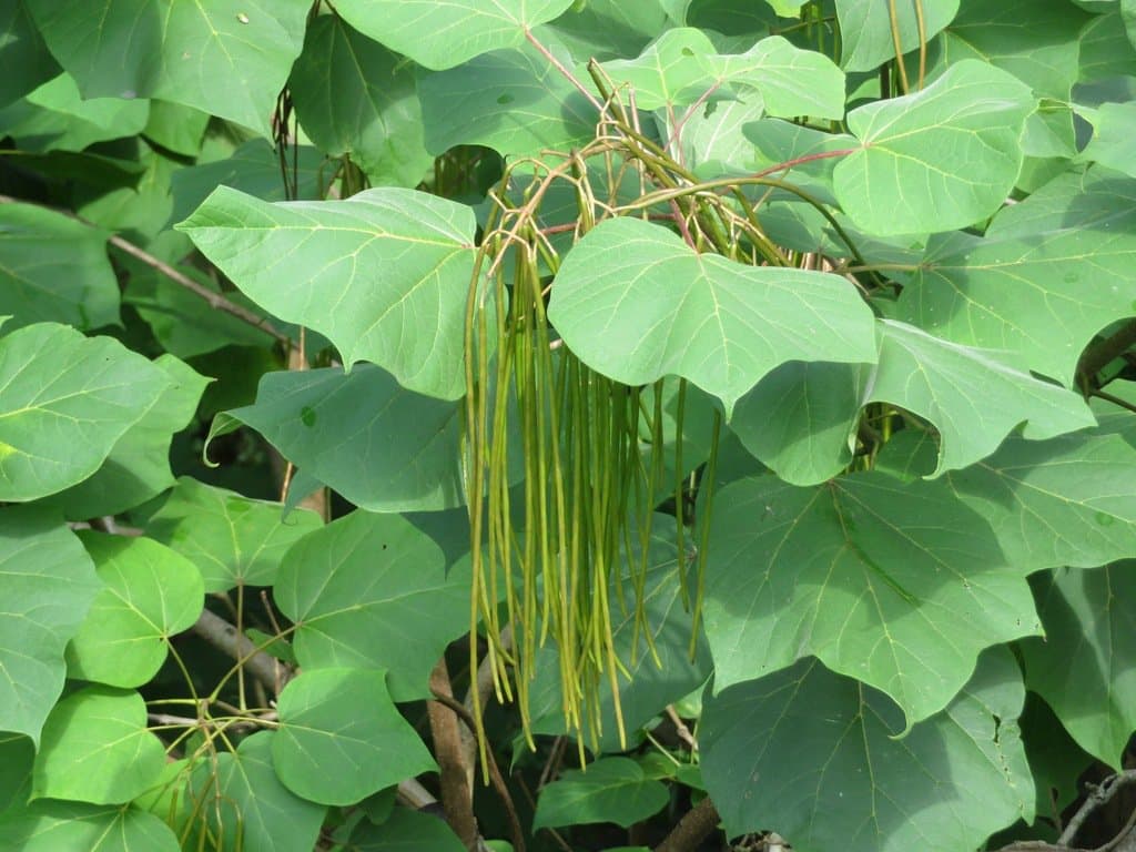 Catalpa ovata G.Don